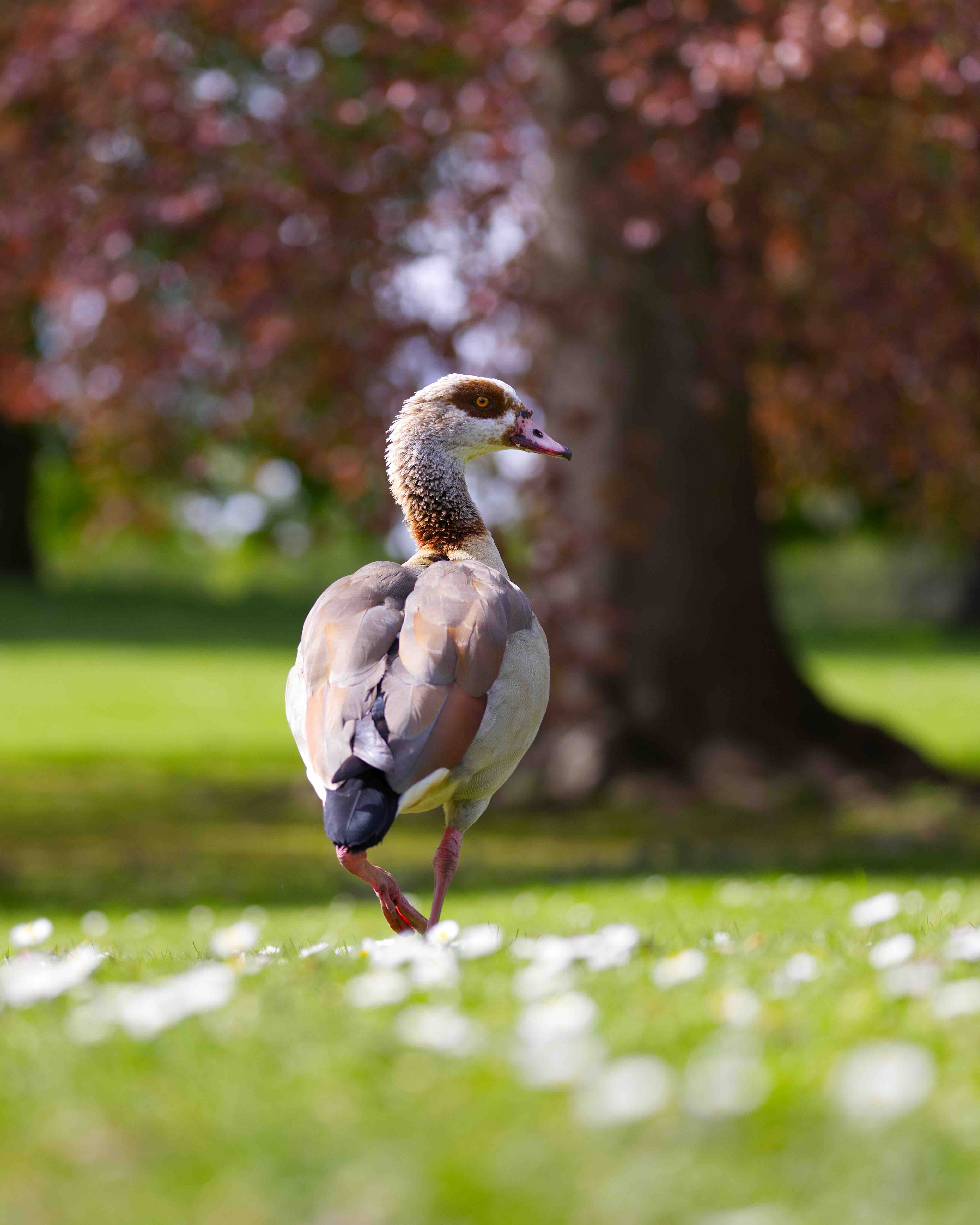 EgyptianGoose1