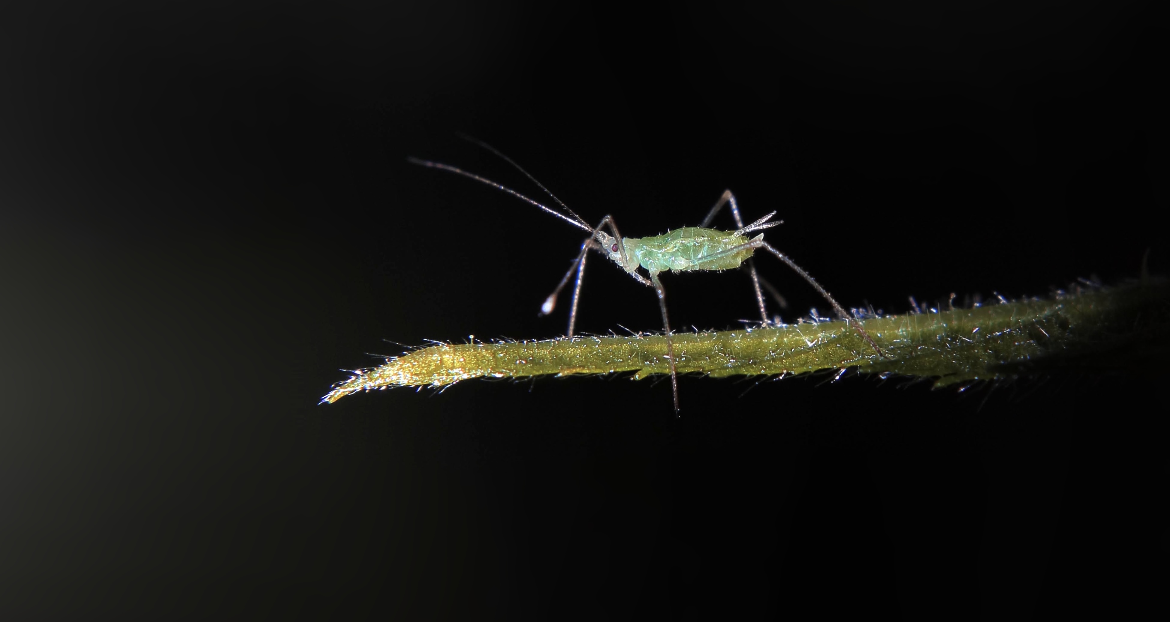 Macro
