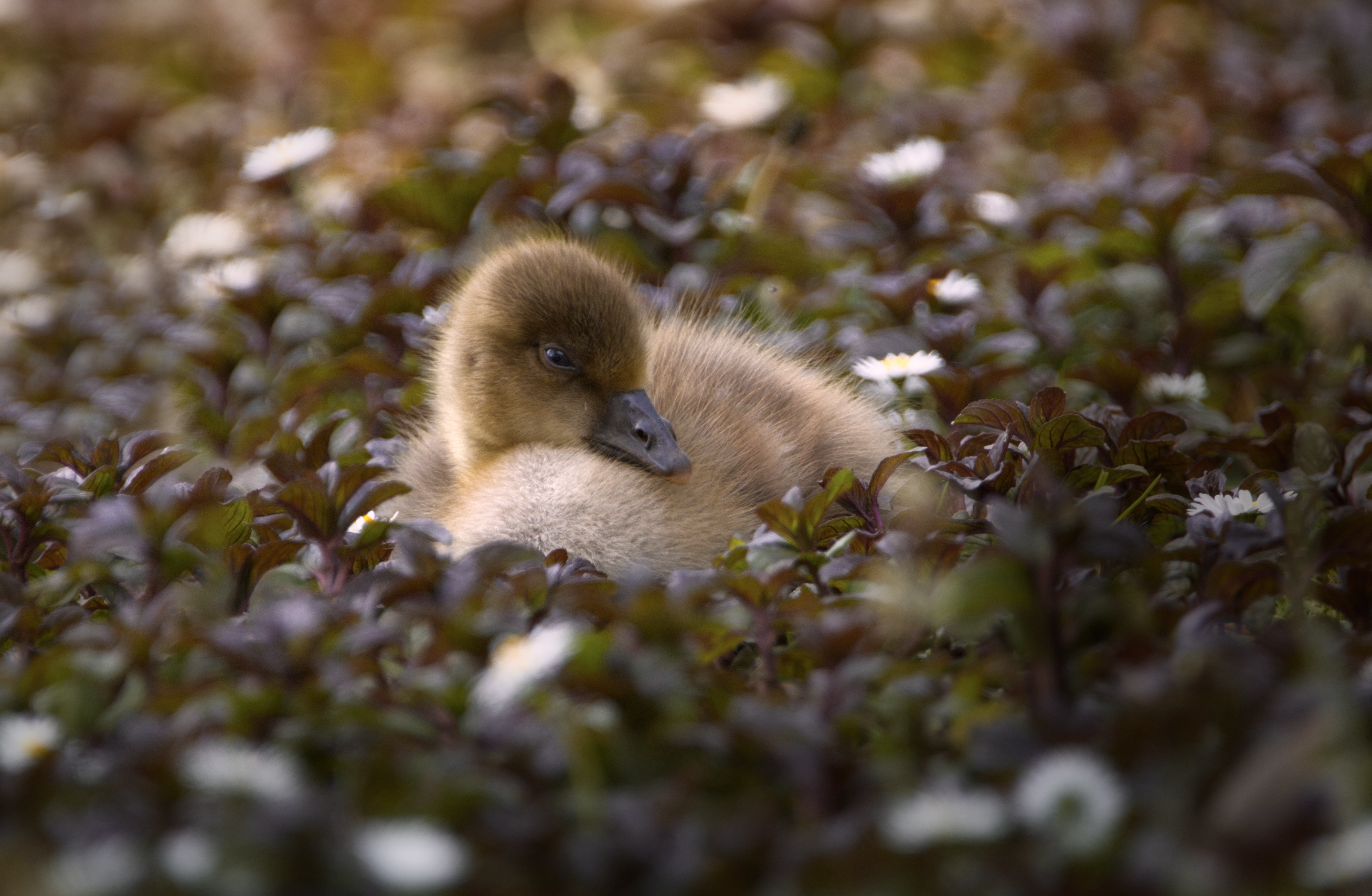 UKWildlife
